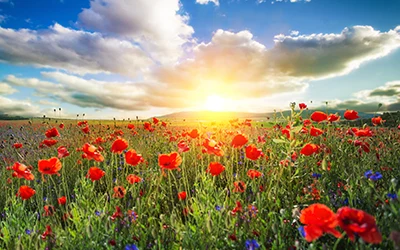 DISC Analysis: The Key to Resilience, Employee Selection, and Behavioral Assessment in Organizations